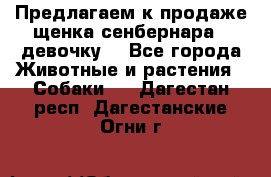 Предлагаем к продаже щенка сенбернара - девочку. - Все города Животные и растения » Собаки   . Дагестан респ.,Дагестанские Огни г.